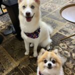 ポンスキー子犬ID()サムネイル画像7