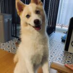 ポンスキー子犬ID()サムネイル画像2