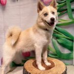 ポンスキー子犬ID()サムネイル画像4