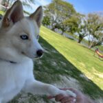 ポンスキー子犬ID()サムネイル画像3
