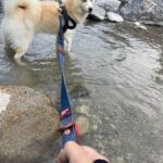 ポンスキー子犬ID()サムネイル画像5