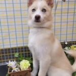 ポンスキー子犬ID()サムネイル画像1