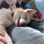 ポンスキー子犬ID()サムネイル画像6