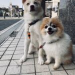 ポンスキー子犬ID()サムネイル画像10