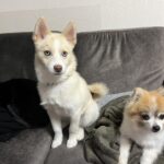 ポンスキー子犬ID()サムネイル画像9
