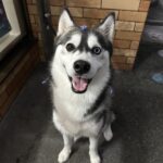 ポンスキー子犬ID()サムネイル画像1