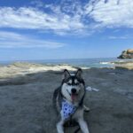 ポンスキー子犬ID()サムネイル画像3