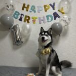 ポンスキー子犬ID()サムネイル画像2