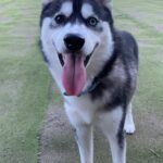 ポンスキー子犬ID()サムネイル画像4