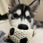 ポンスキー子犬ID()サムネイル画像5