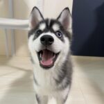 ポンスキー子犬ID()サムネイル画像6