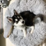 ポンスキー子犬ID()サムネイル画像7