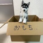 ポンスキー子犬ID()サムネイル画像8