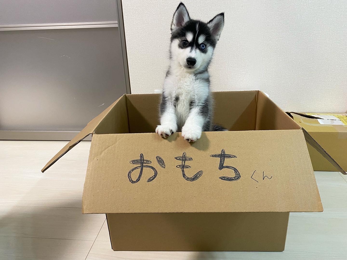 おもちちゃんの画像8