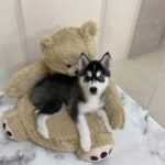 ポンスキー子犬ID()サムネイル画像9