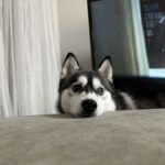 ポンスキー子犬ID()サムネイル画像10