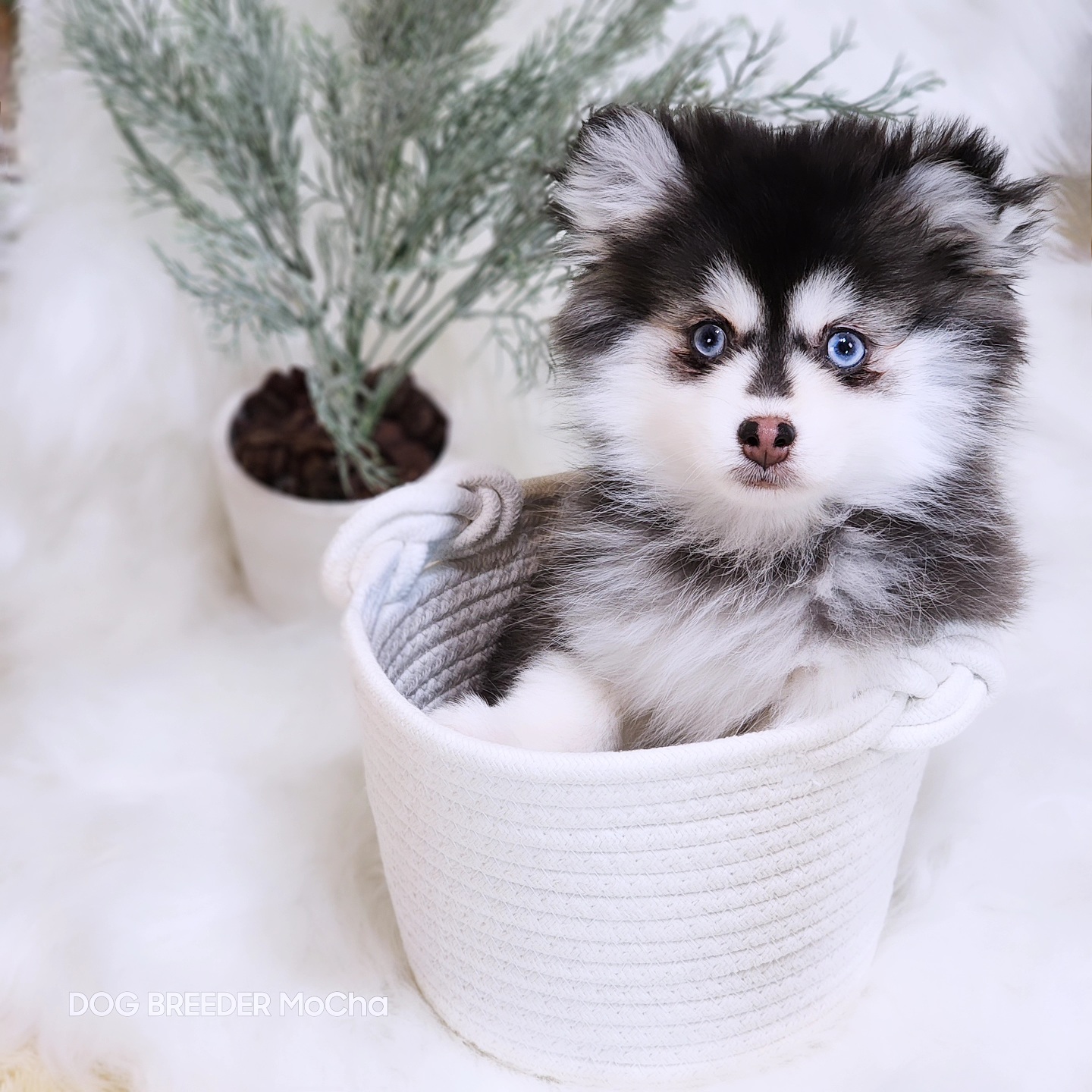 の画像