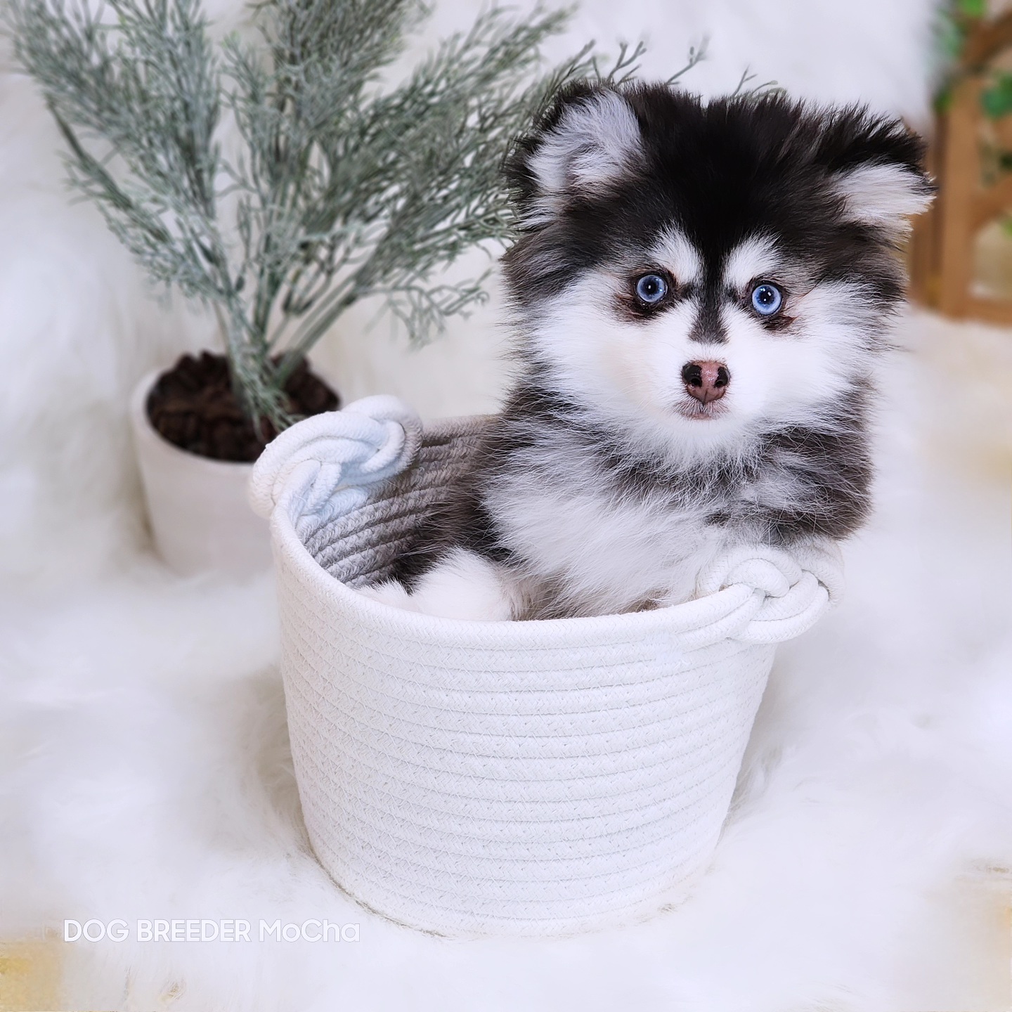 ポンスキー子犬ID()画像3