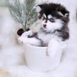 ポンスキー子犬ID()サムネイル画像4