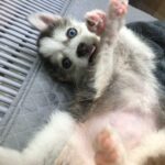 ポンスキー子犬ID()サムネイル画像7