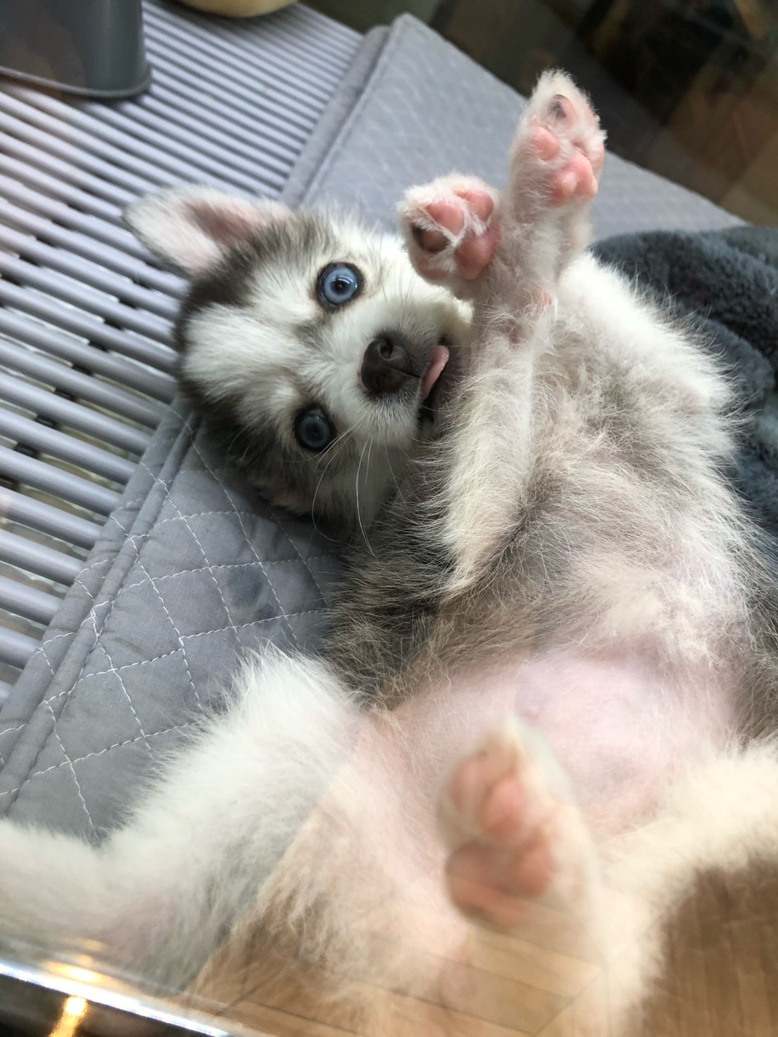 Totoroちゃんの画像7