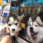 ポンスキー子犬ID()サムネイル画像6