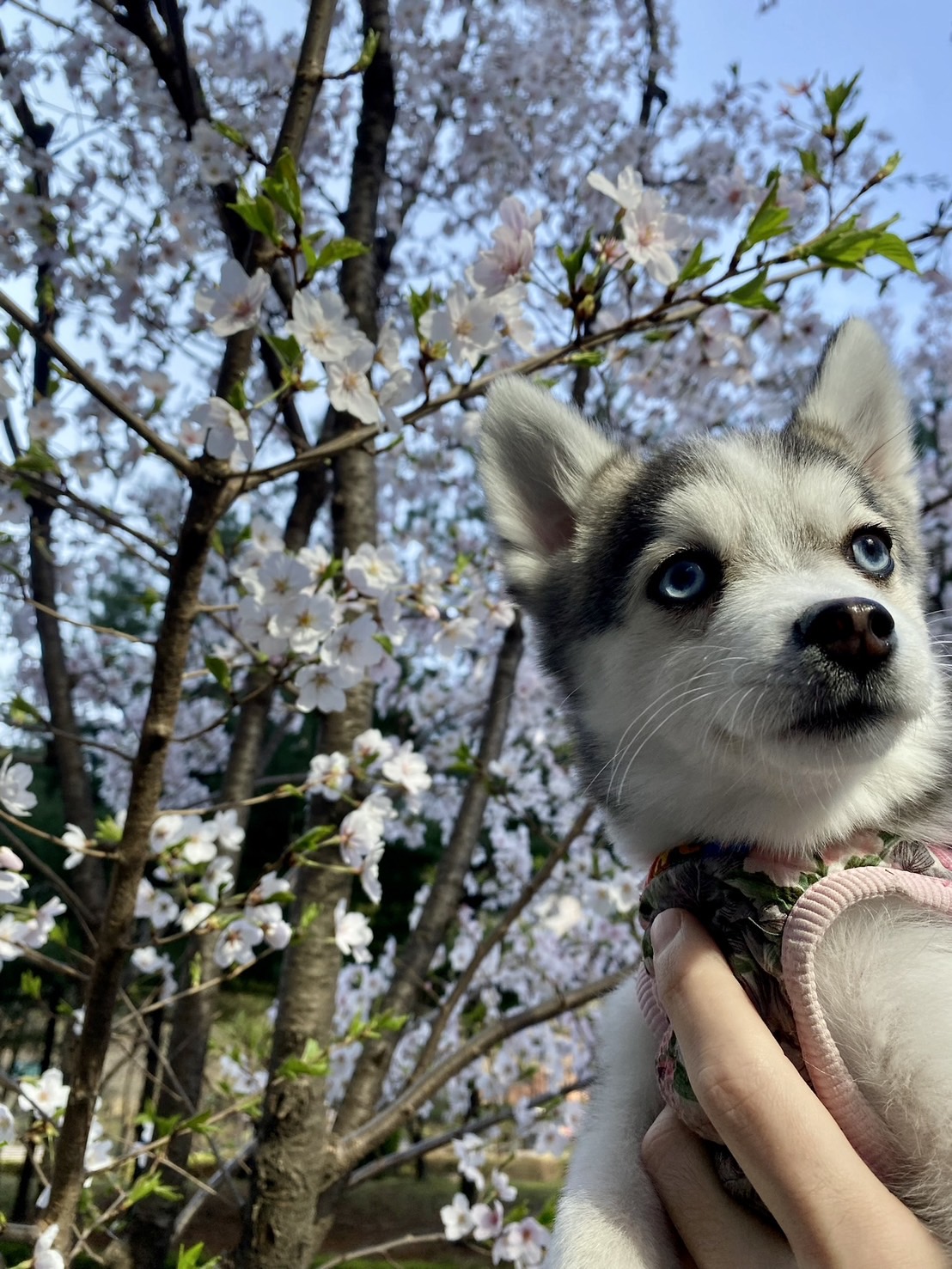 Totoroちゃんの画像8