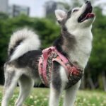 ポンスキー子犬ID()サムネイル画像2