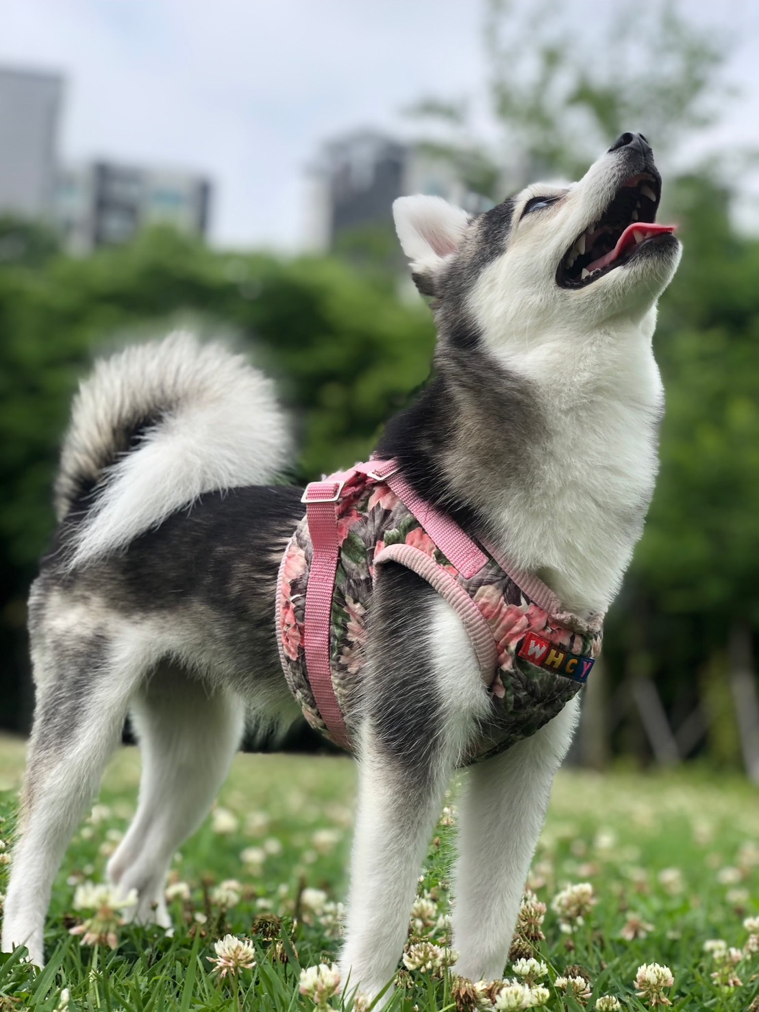 Totoroちゃんの画像2