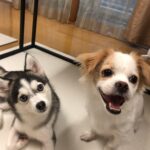 ポンスキー子犬ID()サムネイル画像3