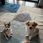 ポンスキー子犬ID()サムネイル画像10