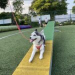 ポンスキー子犬ID()サムネイル画像1