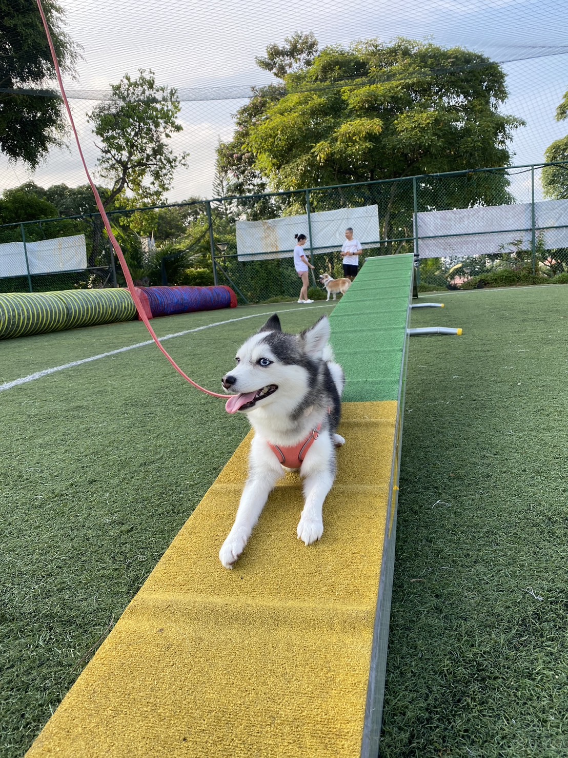 Totoroちゃんの画像