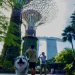 ポンスキー子犬ID()サムネイル画像5