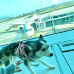 ポンスキー子犬ID()サムネイル画像4
