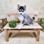 ポンスキー子犬ID()サムネイル画像1