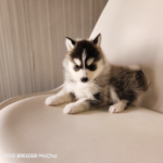 ポンスキー子犬ID()サムネイル画像2