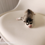 ポンスキー子犬ID()サムネイル画像3