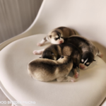 ポンスキー子犬ID()サムネイル画像4