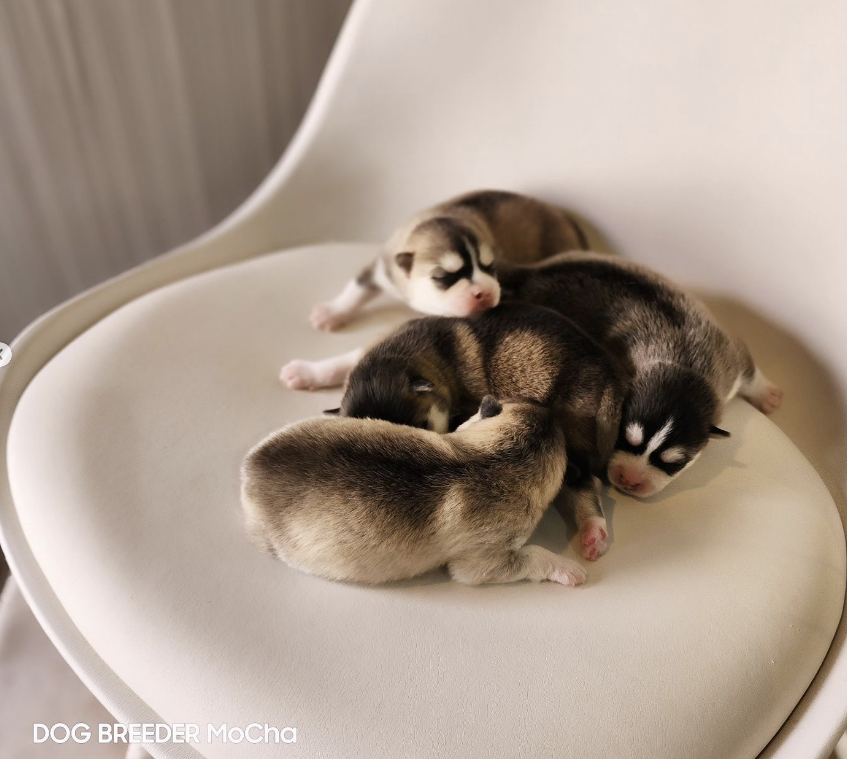 ポンスキー子犬ID()画像4