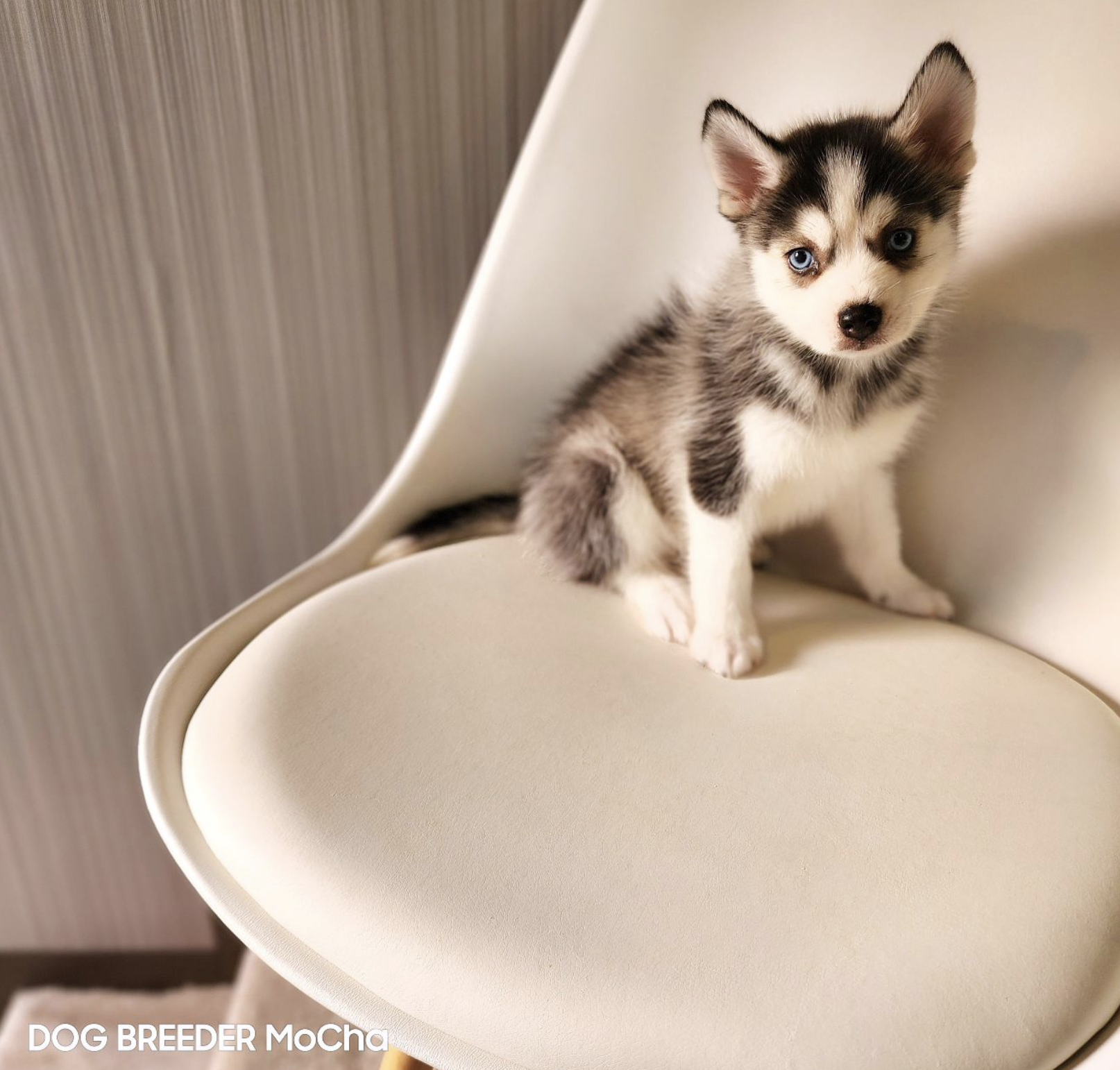 ポンスキー子犬ID()画像3