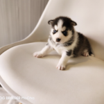 ポンスキー子犬ID()サムネイル画像1