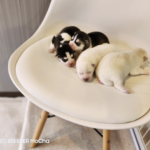 ポンスキー子犬ID()サムネイル画像4