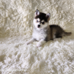 ポンスキー子犬ID()サムネイル画像1