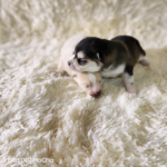 ポンスキー子犬ID()サムネイル画像3