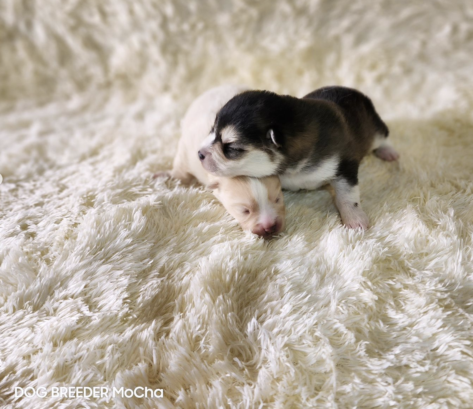 ポンスキー子犬ID()画像3