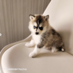 ポンスキー子犬ID()サムネイル画像1