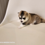 ポンスキー子犬ID()サムネイル画像3