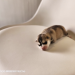 ポンスキー子犬ID()サムネイル画像2