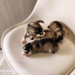 ポンスキー子犬ID()サムネイル画像4